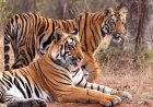 इंदौर जू बना बाघों की ब्रीडिंग का सबसे सुरक्षित ठिकाना, 10 साल में जन्मे 25 से ज्यादा शावक