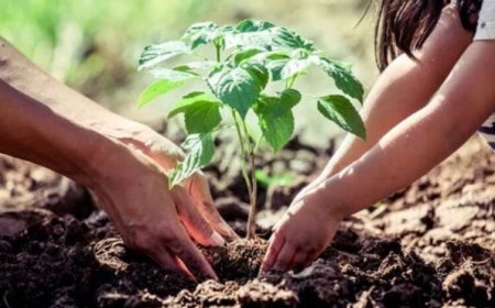 प्रदेश में सड़कों के किनारे लगेंगे 2 करोड़ से अधिक पौधे