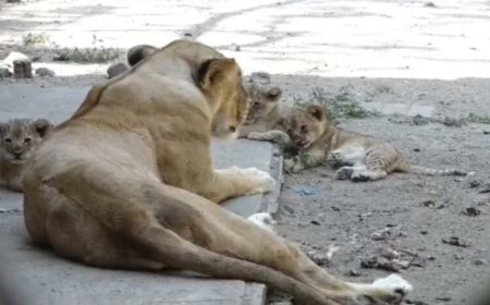 दिल्ली चिड़ियाघर में शेरनी महागौरी ने तीन स्वस्थ शावकों को दिया जन्म सोमवार