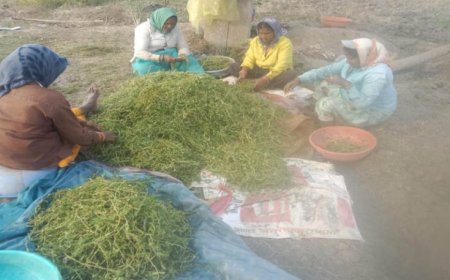 धमतरी मॉडल बना देश के लिए प्रेरणा, औषधीय पौधों की खेती से बदली महिलाओं की तकदीर, बढ़ेगा दायरा