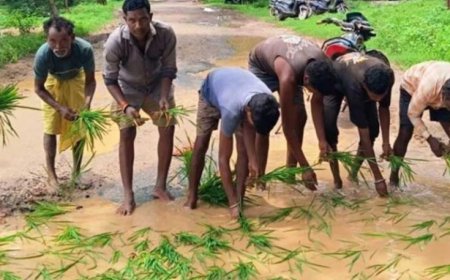 सड़क नहीं बनी तो गड्ढों में उगा दी धान, सूरजपुर में ग्रामीणों का अनोखा विरोध प्रदर्शन