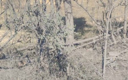 CG Forest Survey: रामसर वेटलैंड पर कोयला कारोबार का संकट, 5 किमी दायरे में 2 कोल वाशरी और 9 कोल डिपो
