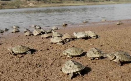 घड़ियाल और दुर्लभ कछुओं की तस्करी रोकने के लिए चंबल में हाई अलर्ट