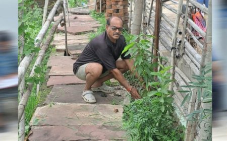 जबलपुर संभागीय महासचिव अनिल कमल तिवारी ने आम के वृक्ष कटनी में लगाए