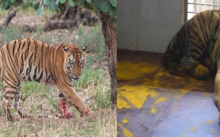 युवराज बाघ का खिवनी अभ्यारण से वन विहार तक का सफर