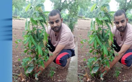 झाबुआ जिला अध्यक्ष रविंद्र भाटी ने आम के वृक्ष झाबुआ में लगाए