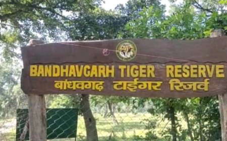 अंतर्राष्ट्रीय बाघ दिवस आज, बांधवगढ़ टाइगर रिजर्व में होंगे जागरूकता और सांस्कृतिक कार्यक्रम