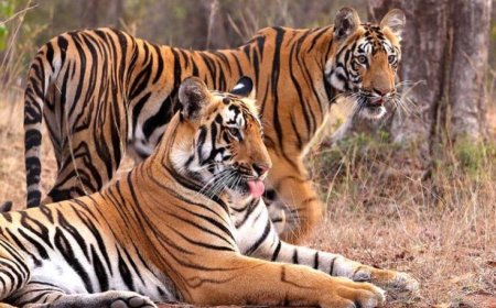 इंदौर जू बना बाघों की ब्रीडिंग का सबसे सुरक्षित ठिकाना, 10 साल में जन्मे 25 से ज्यादा शावक