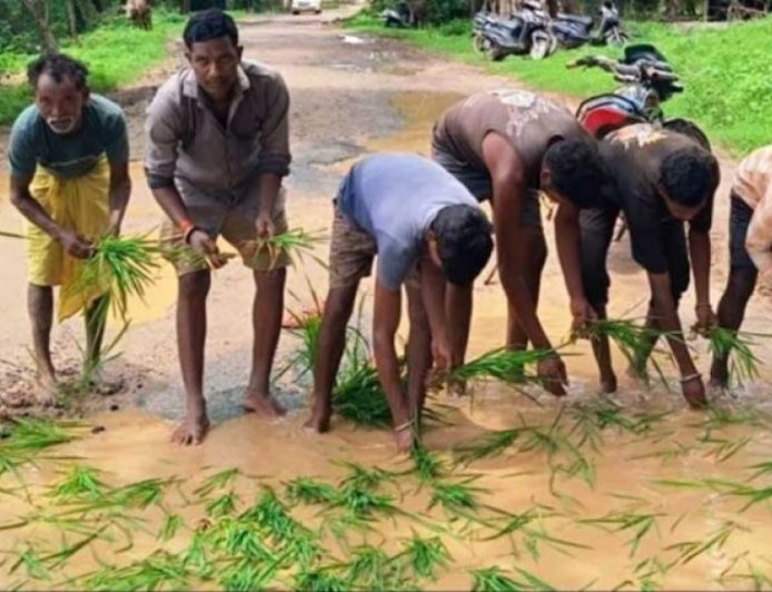 सड़क नहीं बनी तो गड्ढों में उगा दी धान, सूरजपुर में ग्रामीणों का अनोखा विरोध प्रदर्शन
