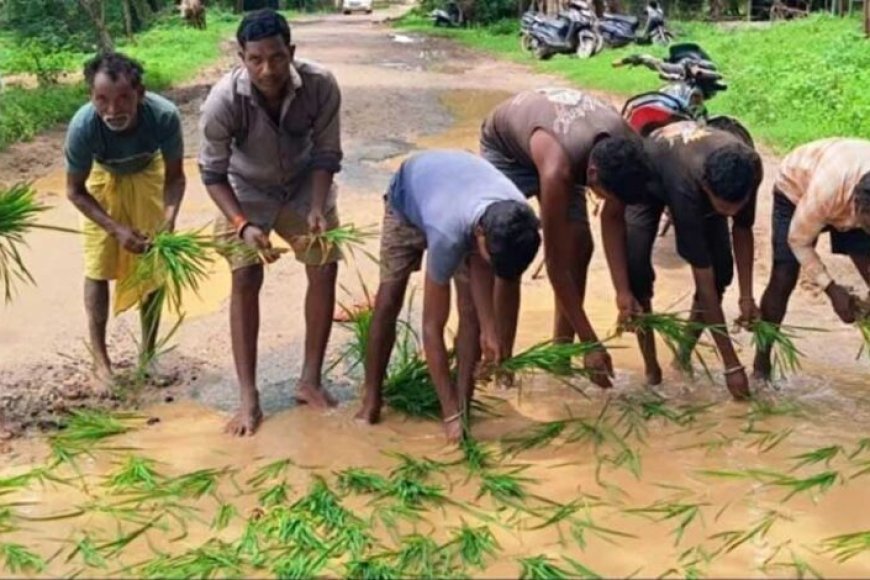 सड़क नहीं बनी तो गड्ढों में उगा दी धान, सूरजपुर में ग्रामीणों का अनोखा विरोध प्रदर्शन