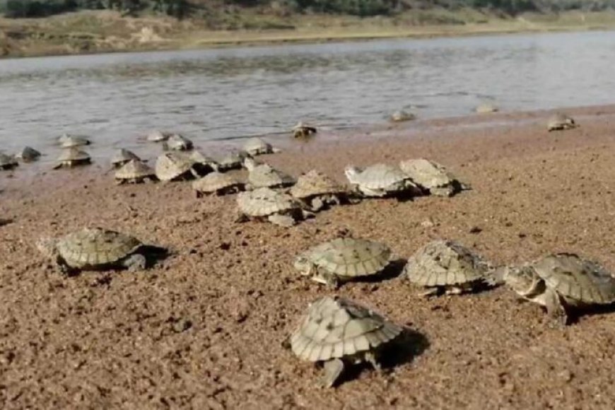 घड़ियाल और दुर्लभ कछुओं की तस्करी रोकने के लिए चंबल में हाई अलर्ट