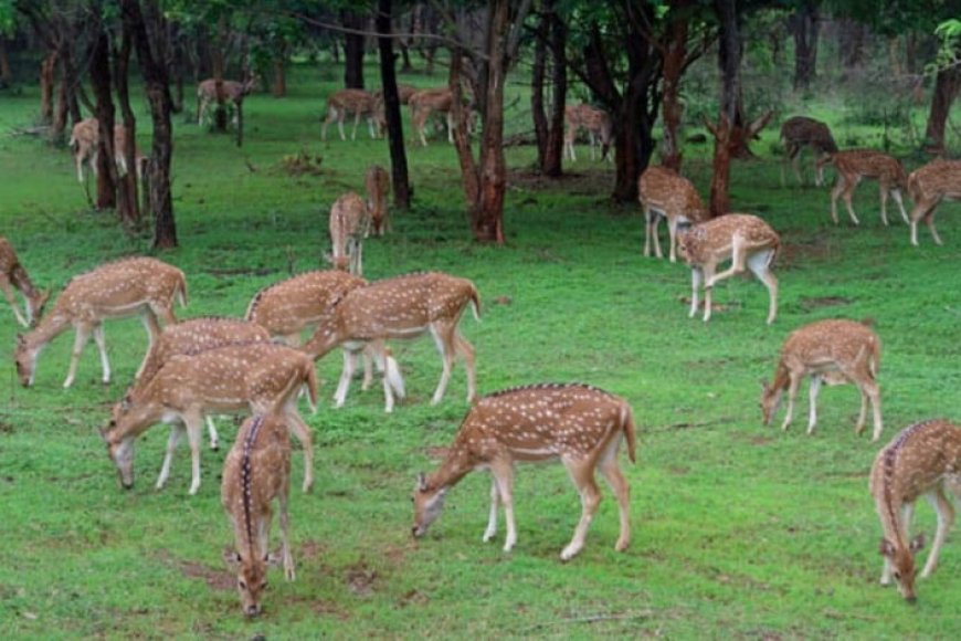 प्रकृति और वन्यजीव संरक्षण का अनूठा संगम है नंदनवन जंगल सफारी