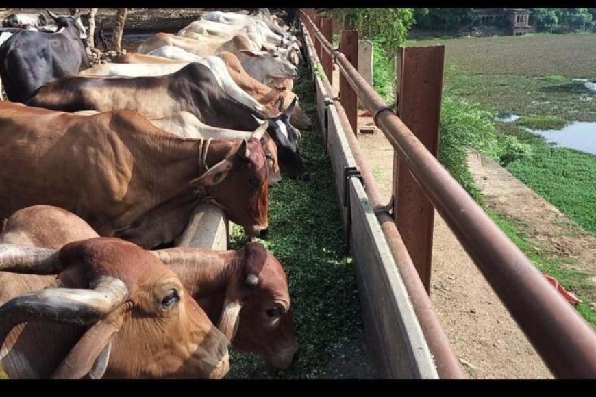 ग्वालियर में बजरंग भक्त मंडल ने की 1 टन हरे चारे से गौसेवा