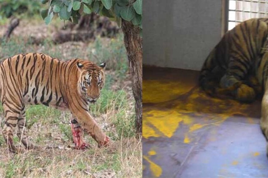युवराज बाघ का खिवनी अभ्यारण से वन विहार तक का सफर