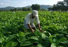 CG के छुईखदान के पान को मिला नया बाजार, अब देशभर में बिखरेगी इसकी खुशबू