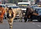 निराश्रित गौवंश संरक्षण के लिए राज्य सरकार की बड़ी पहल, गौधाम योजना का बढ़ रहा दायरा