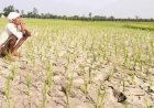 CG में बारिश थमते ही बढ़ी किसानों की चिंता, धान के खेतों में पड़ने लगीं दरारें