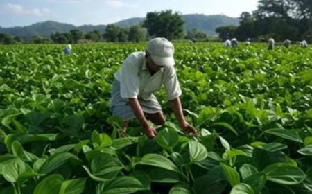CG के छुईखदान के पान को मिला नया बाजार, अब देशभर में बिखरेगी इसकी खुशबू