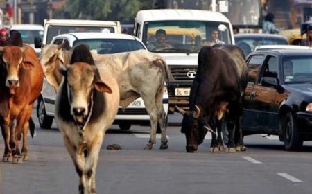 निराश्रित गौवंश संरक्षण के लिए राज्य सरकार की बड़ी पहल, गौधाम योजना का बढ़ रहा दायरा