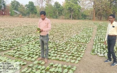 तेन्दूपत्ता संग्रहण की नई पहल से अबुझमाड़ के 22 गांवों को मिला लाभ