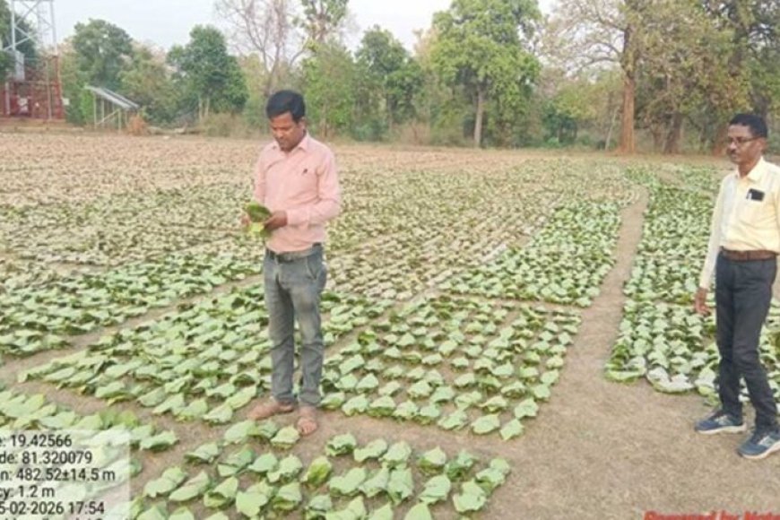 तेन्दूपत्ता संग्रहण की नई पहल से अबुझमाड़ के 22 गांवों को मिला लाभ