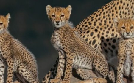 Kuno National Park: कूनो में अब तक 28 चीतों की मौत, इस साल 7 ने गंवाई जान; मादा चीता आशा के शावक की मौत