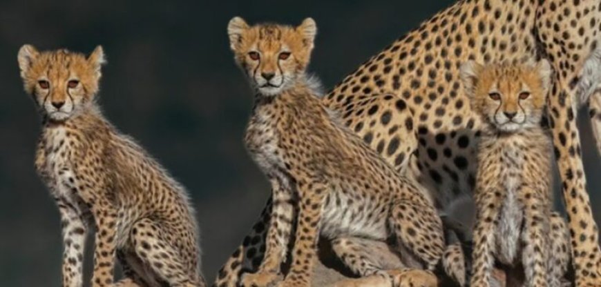 Kuno National Park: कूनो में अब तक 28 चीतों की मौत, इस साल 7 ने गंवाई जान; मादा चीता आशा के शावक की मौत